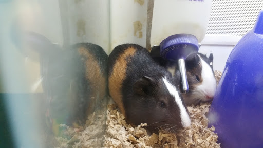 Pet Supply Store «Pet Supplies Plus», reviews and photos, 2575 NC-105 #100, Boone, NC 28607, USA