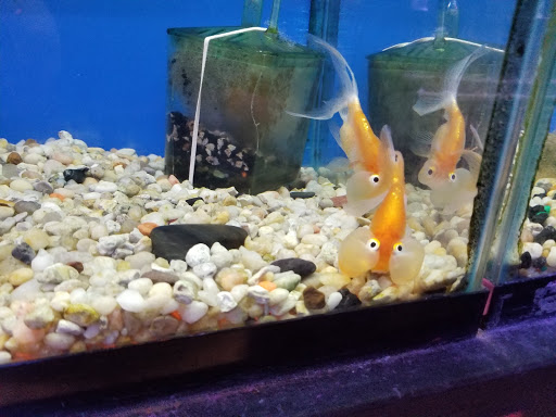 Tropical Fish Store «Waterbury Aquarium», reviews and photos, 406 Watertown Ave, Waterbury, CT 06708, USA