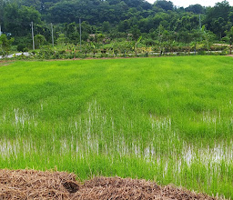 Ban Pa Yupa Dharma Practice Center photo