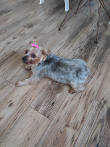 Pet Supply Store «Petco Animal Supplies», reviews and photos, 17930 Halsted St, Homewood, IL 60430, USA