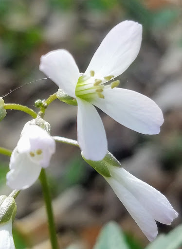 Nature Preserve «Swift Creek Bluffs Nature Preserve», reviews and photos, 7800 Holly Springs Rd, Raleigh, NC 27606, USA