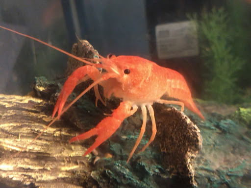 Pet Supply Store «Petco Animal Supplies», reviews and photos, 200 McMahan Blvd, Marion, OH 43302, USA