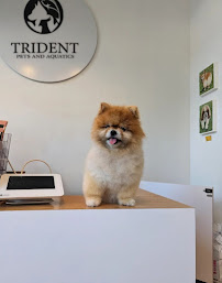 Trident Pets and Aquatics - Photo 7 - Car repair in Shelton, CT, Bridgeport