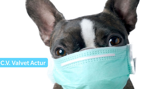 Clínica Veterinaria Valvet Actur en Zaragoza