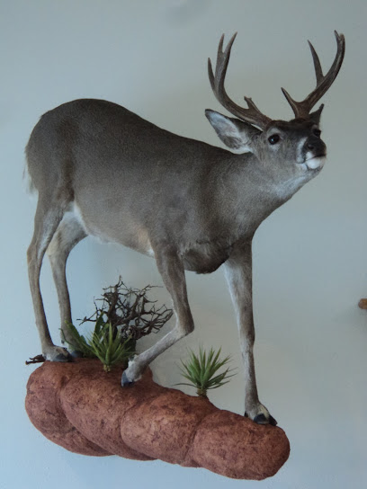 Twisted Tines Taxidermy