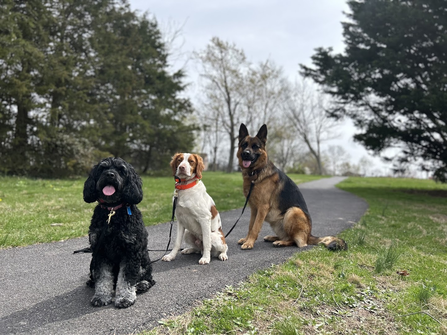 Woods Family Dog Training