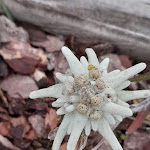 Photo n°4 de l'avis de Liliana.e fait le 23/07/2021 à 19:24 sur le  Plose Restaurant La Finestra à Afers