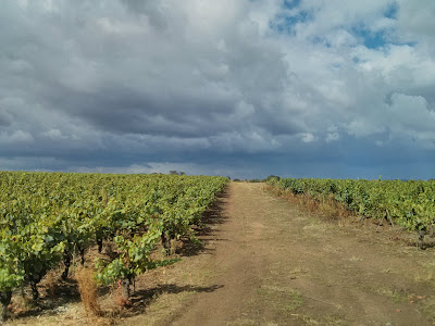 Vignobles Chéneau à Monnières