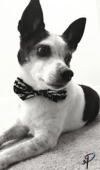 Pitter Patter Paws FL - Photo 8 - Car repair in , Brandon