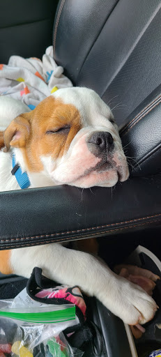 Pet Store «Village Pet Shop», reviews and photos, 701 N Black Horse Pike, Williamstown, NJ 08094, USA