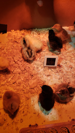 Town-N-Country Farm & Pet Supply, 59 GA-212, Monticello, GA 31064, USA, 