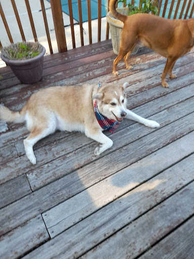 Pet Supply Store «PetSmart», reviews and photos, 2101 NJ-35, Holmdel, NJ 07733, USA