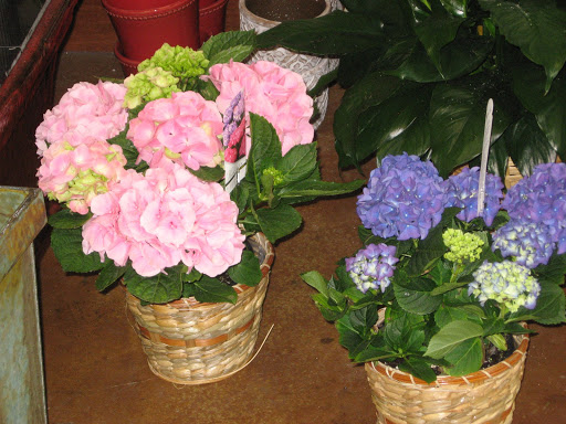 Florist «Best Wishes Floral», reviews and photos, 689 Winnetka Ave N, Golden Valley, MN 55427, USA