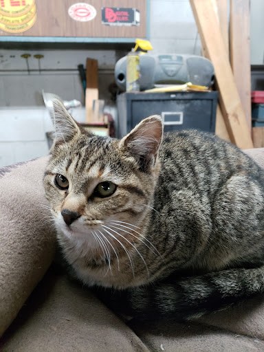 Dr. Joanna Stallings image