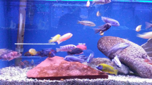 Aquarium «Crystal Reef Aquariums», reviews and photos, 311 Pass Rd, Gulfport, MS 39507, USA