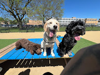 Chicago Paws and Dalila - Photo 2 - Car repair in , Chicago