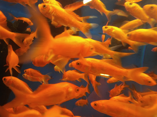 Pet Supply Store «PetSmart», reviews and photos, 4005 Airport Fwy, Irving, TX 75062, USA