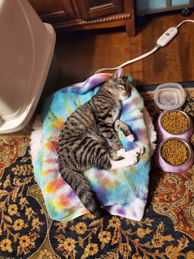 Northeast Wisconsin Veterinary Mleziva R J DVM image