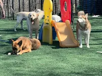 The Gold Leash - Car repair in Naperville, IL, Aurora - Rated 4.9/5