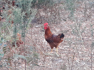 Photo n°8 de Ferme de Laruscade - Productrice de Poulets de Chair et Oeufs Bio à Laruscade ()