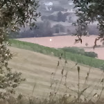 Photo n°43 de l'avis de Maurizio.u fait le 12/07/2022 à 14:37 sur le  Ristorante Villa Romana à Ancona