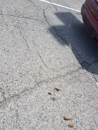 Pet Supply Store «Pet Supplies Plus», reviews and photos, 7701 Mall Rd, Florence, KY 41042, USA