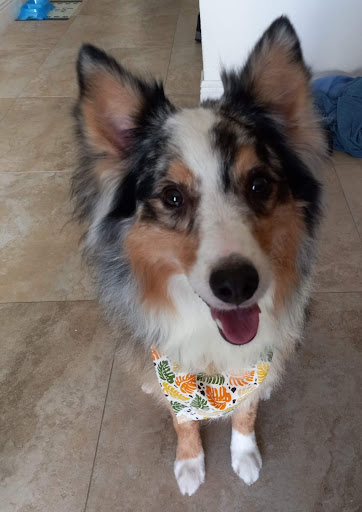 Pet Groomer «Furry Tails Pet Grooming», reviews and photos, 865 Cypress Pkwy, Poinciana, FL 34759, USA