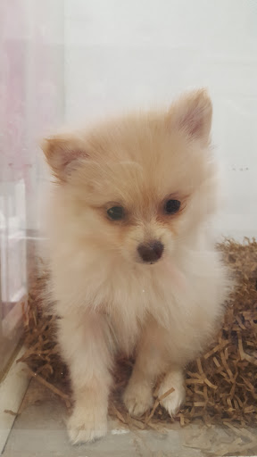 Pet Store «Puppy City», reviews and photos, 3343 Valley Pike, Winchester, VA 22602, USA