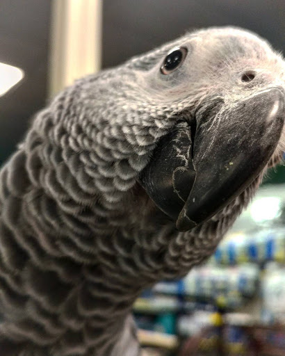 Pet Store «Friendly Pets», reviews and photos, 625 Friendly Center Rd, Greensboro, NC 27408, USA