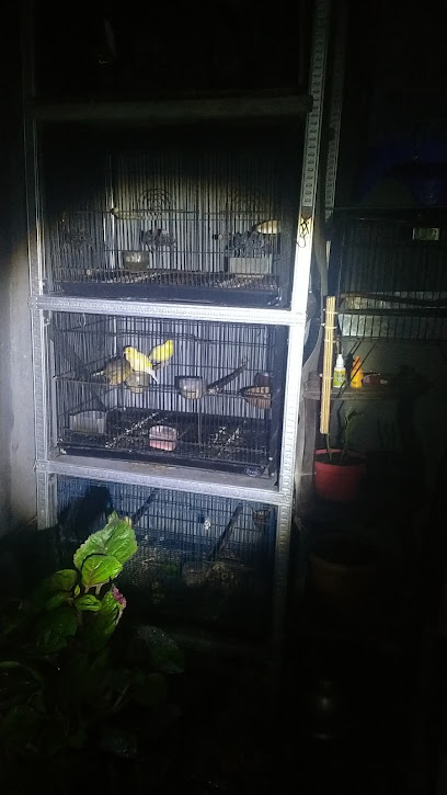 Imam canary