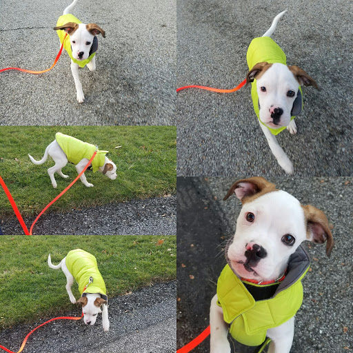 Pet Supply Store «Healthy Pet Products», reviews and photos, 9805 McKnight Rd, Pittsburgh, PA 15237, USA