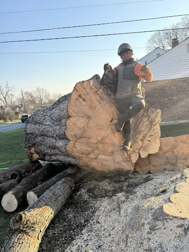 Philadelphia Tree Pruning
