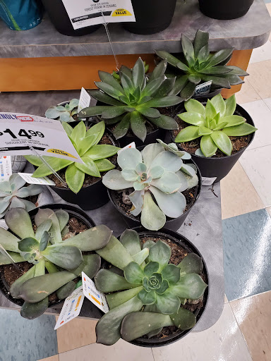 Supermarket «Big Y», reviews and photos, 503 Memorial Ave #1, West Springfield, MA 01089, USA