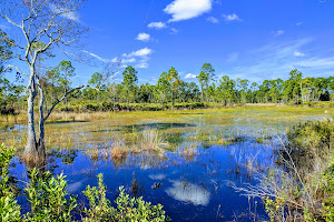 Cedar Key Scrub Wildlife Management Area