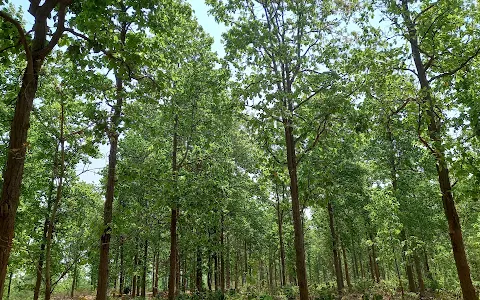 Joypur Forest জয়পুর জঙ্গল image