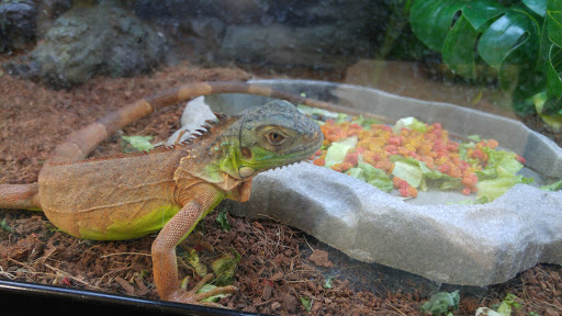 Pet Supply Store «Petco Animal Supplies», reviews and photos, 6425 Keizer Station Blvd, Keizer, OR 97303, USA