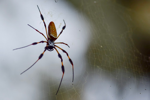 Park «Alafia River State Park», reviews and photos, 14326 S County Rd 39, Lithia, FL 33547, USA