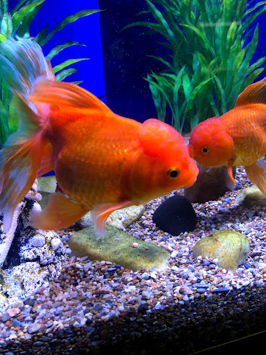 Tropical Fish Store «Exotic Aquatics», reviews and photos, 2929 Custer Rd #317, Plano, TX 75075, USA