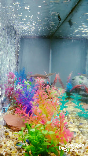 Pet Supply Store «Petco Animal Supplies», reviews and photos, 4559 Main St, Bridgeport, CT 06606, USA