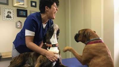 Cabinet d'Ostéopathie Animale à Venelles de Claire Charpentier à Venelles