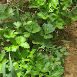 Photo n°29 de l'avis de Nicole.o fait le 09/06/2020 à 14:21 sur le  Agriturismo Su Leunaxiu à Soleminis