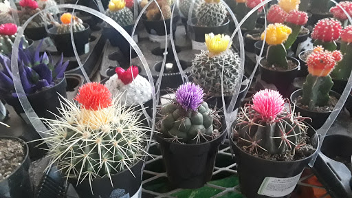 Shopping Mall «Copperwood Village Shopping Center», reviews and photos, Hwy 6 N, Houston, TX 77084, USA