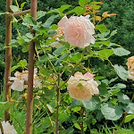 Photo n°15 de l'avis de Dirk.i fait le 26/06/2023 à 12:17 sur le  Landhotel Kallbach à Hürtgenwald