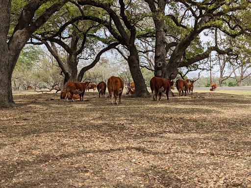 State Park «Lyndon B. Johnson State Park & Historic Site», reviews and photos, 199 Park Road 52, Stonewall, TX 78671, USA