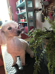 PELUQUERIA CANINA EN SAN FELIPE GENESIS