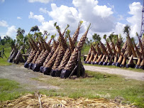 Browning's Nursery & Landscaping - Photo 3 - Car repair in Immokalee, FL, Lehigh Acres