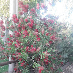 Photo n°5 de l'avis de Ingrid.a fait le 27/05/2023 à 06:06 sur le  AgriPizzeria Il Laghetto à Rispescia