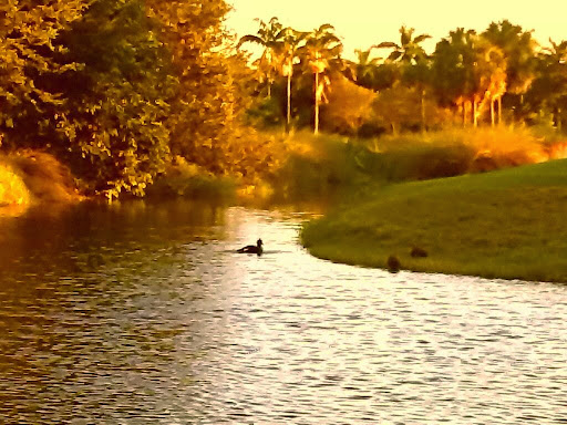 Golf Course «The Bridges at Springtree Golf Club», reviews and photos, 8150 Springtree Dr, Sunrise, FL 33351, USA