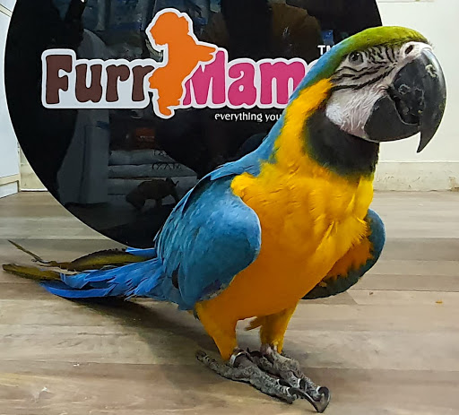 Furr Mama | Pet shop in Jaipur