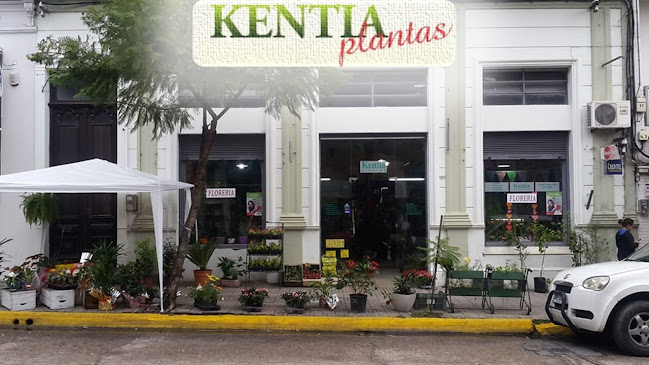 Kentia Plantas